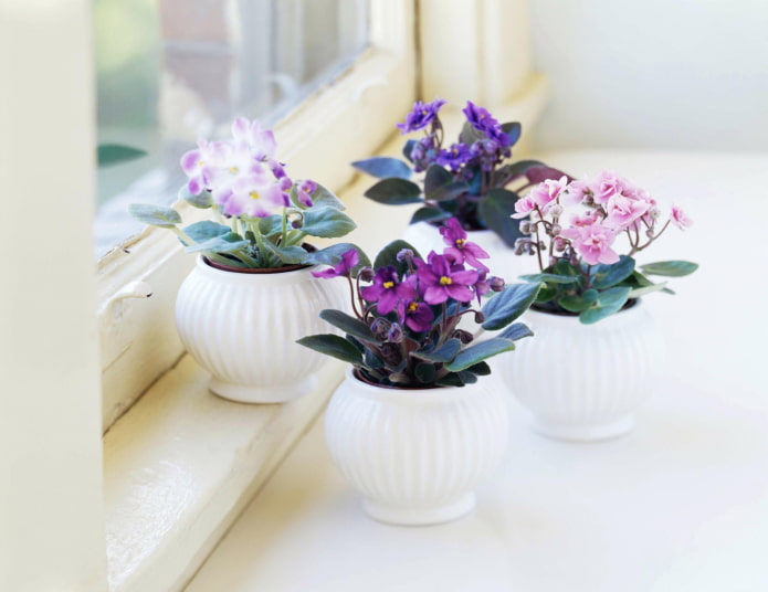allergy to violets