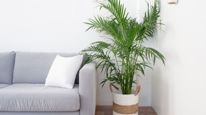 allergy to indoor palm