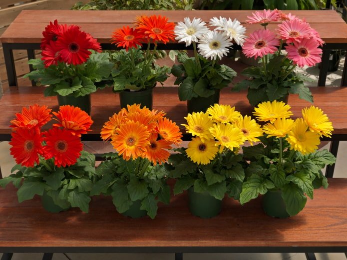 allergy to gerberas