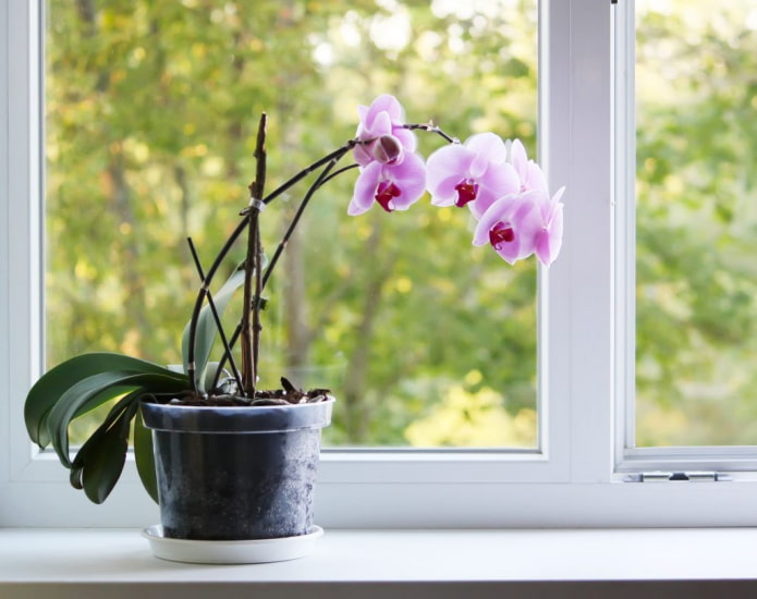 what is dangerous about orchids