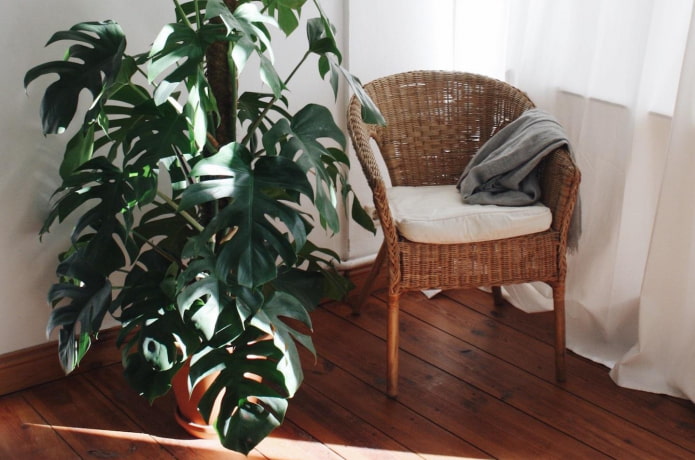 monstera in the bedroom
