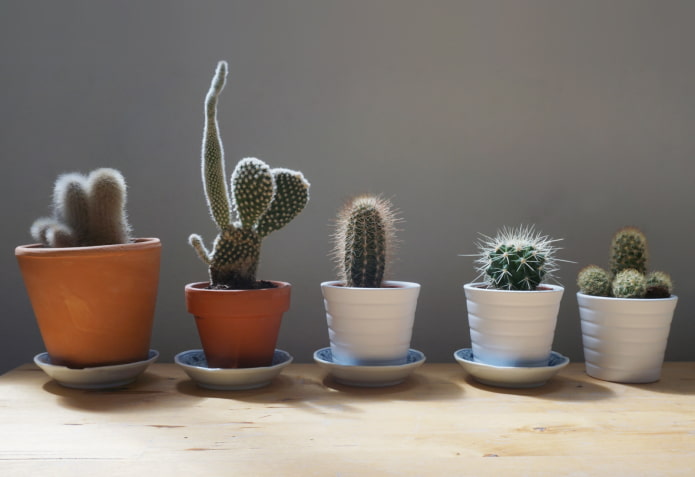 can you keep cacti at home