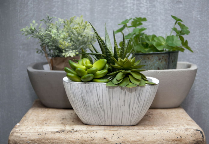 what is dangerous about succulents