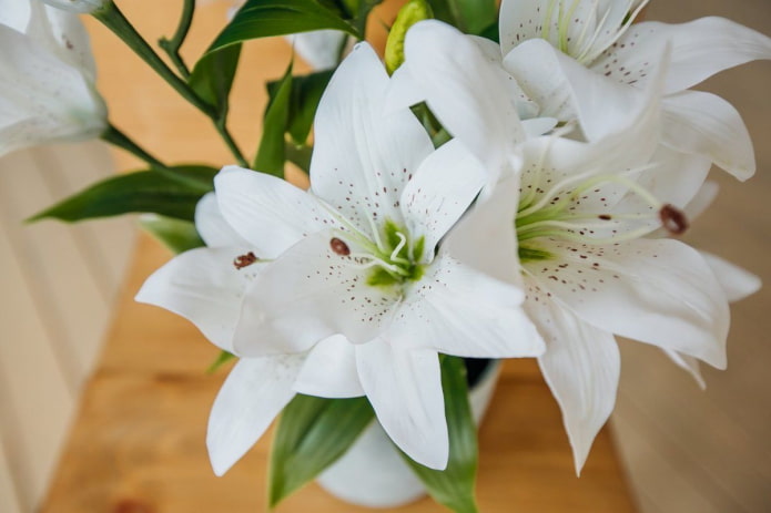 Potted lily
