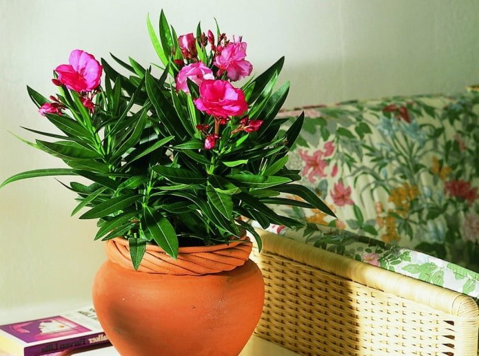 Common Oleander