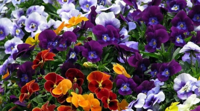 Pansies