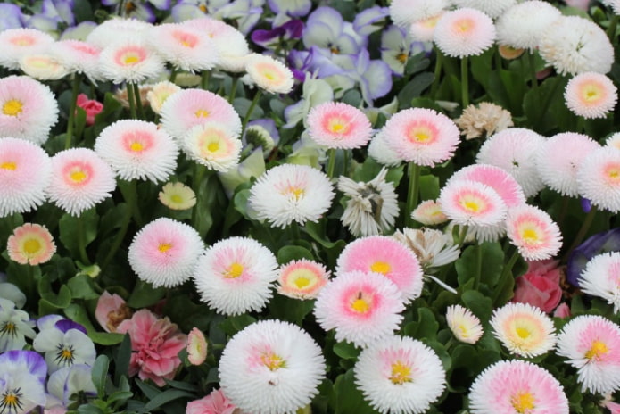 Daisies
