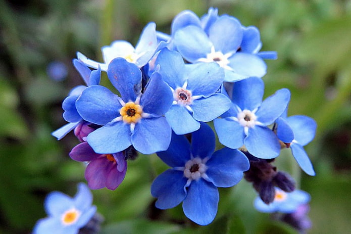 Forget-me-nots