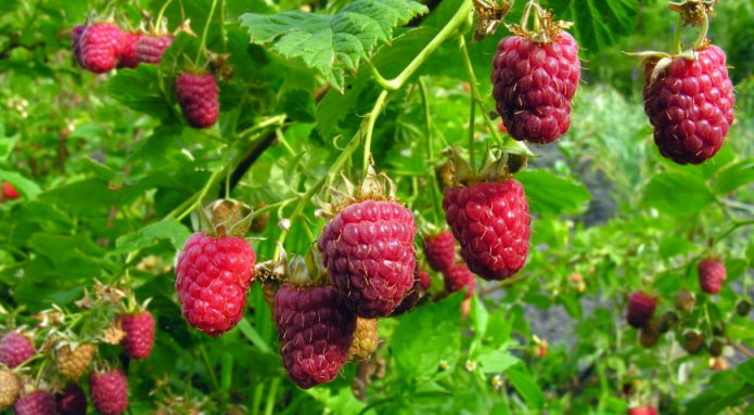 raspberry bush
