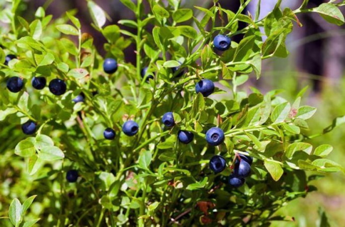 blueberry