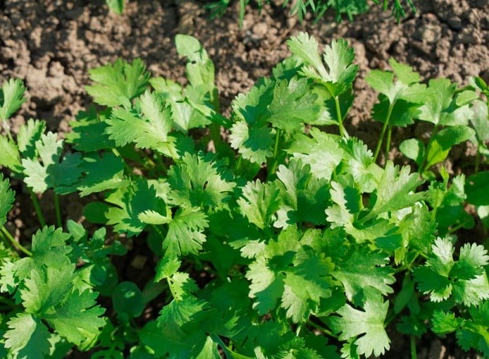 Parsley