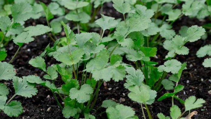 Cilantro