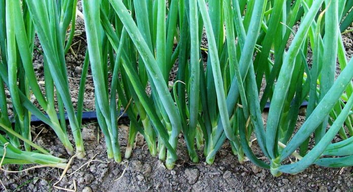 Young onions