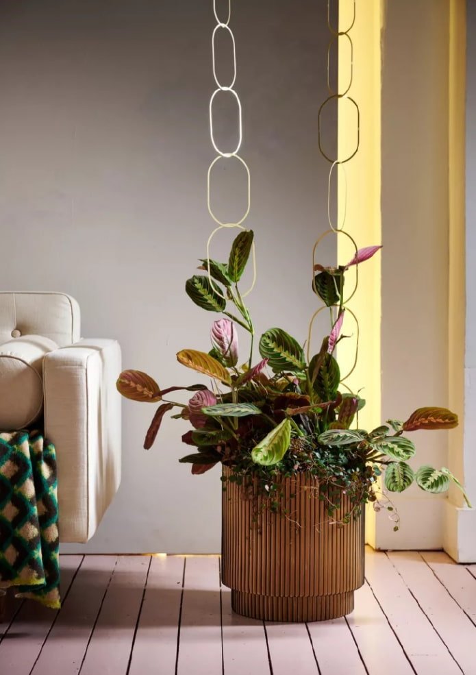 Maranta in the interior