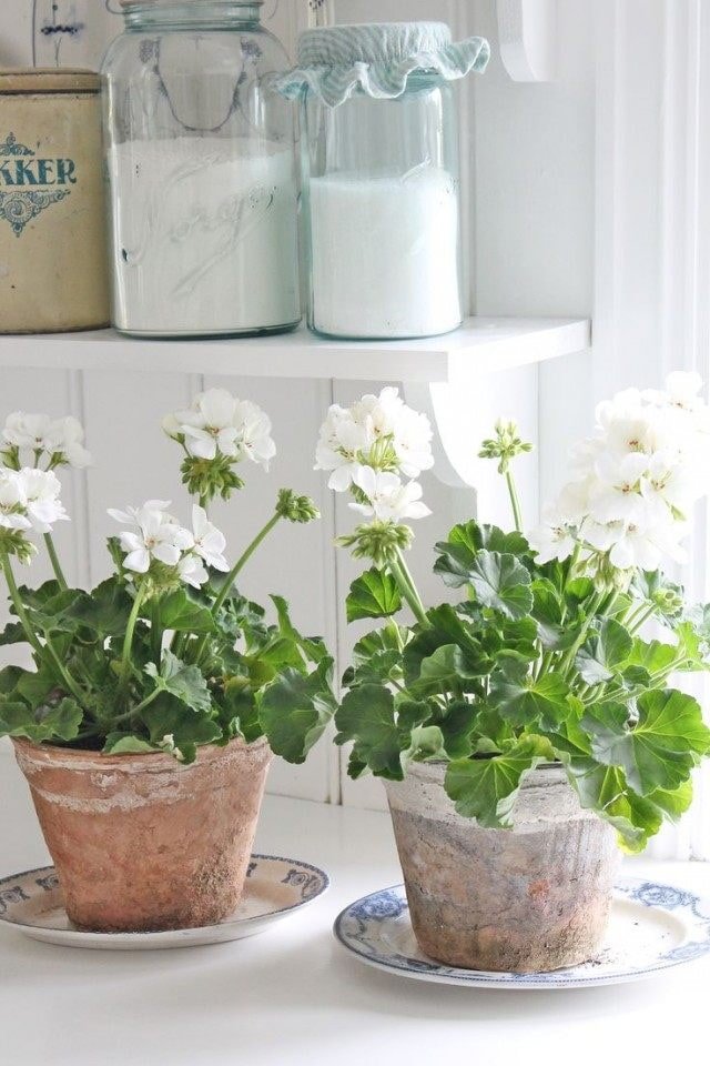 Geranium in the kitchen