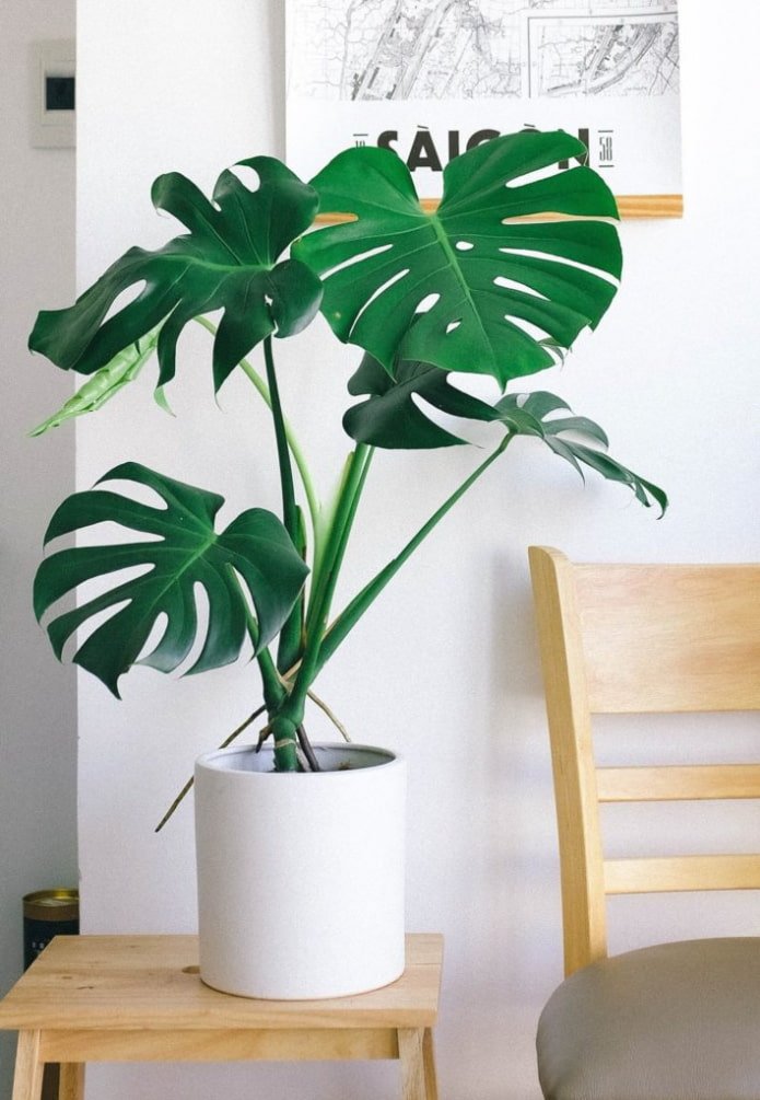 Monstera in the living room