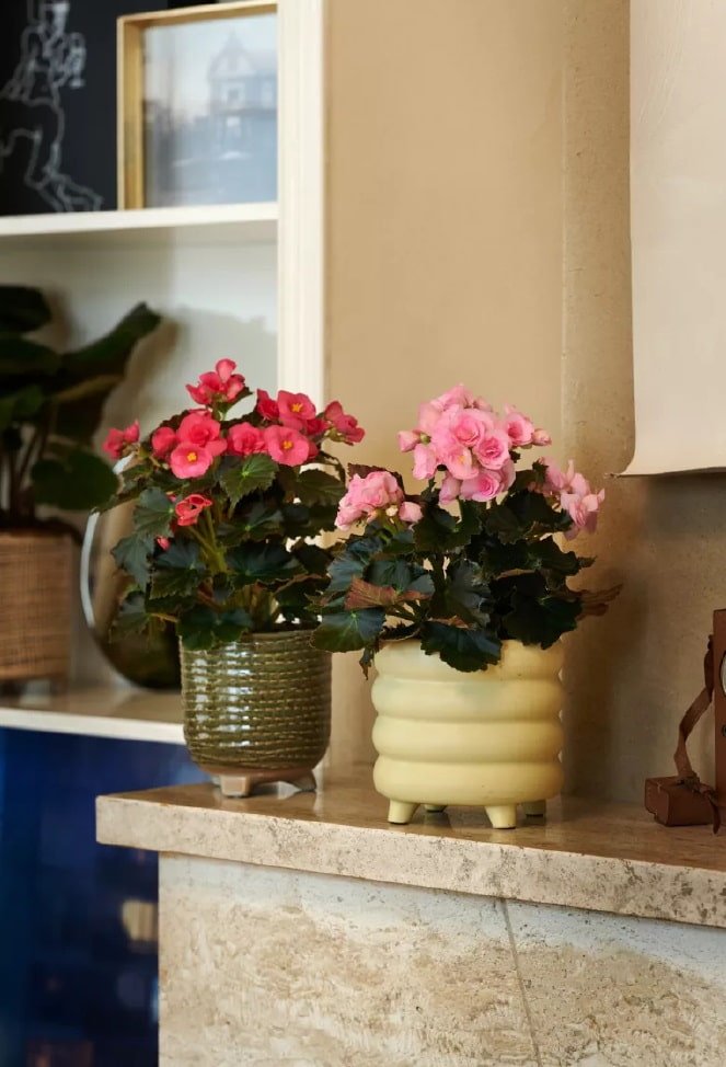 Begonia