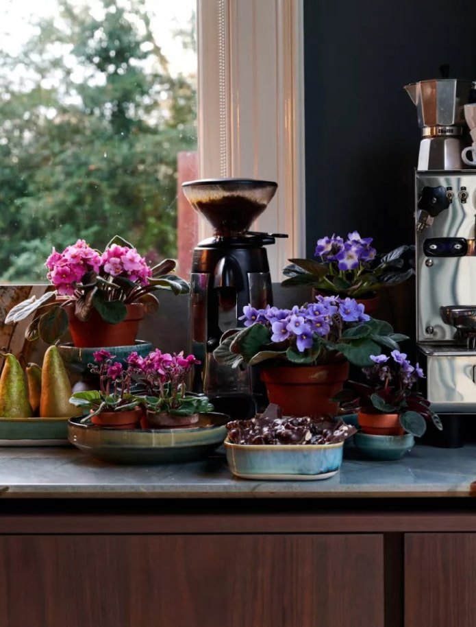 Violets in the interior