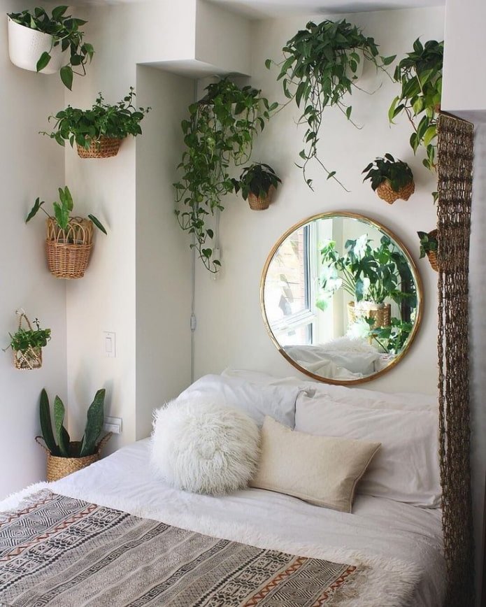 Climbing plants in the interior