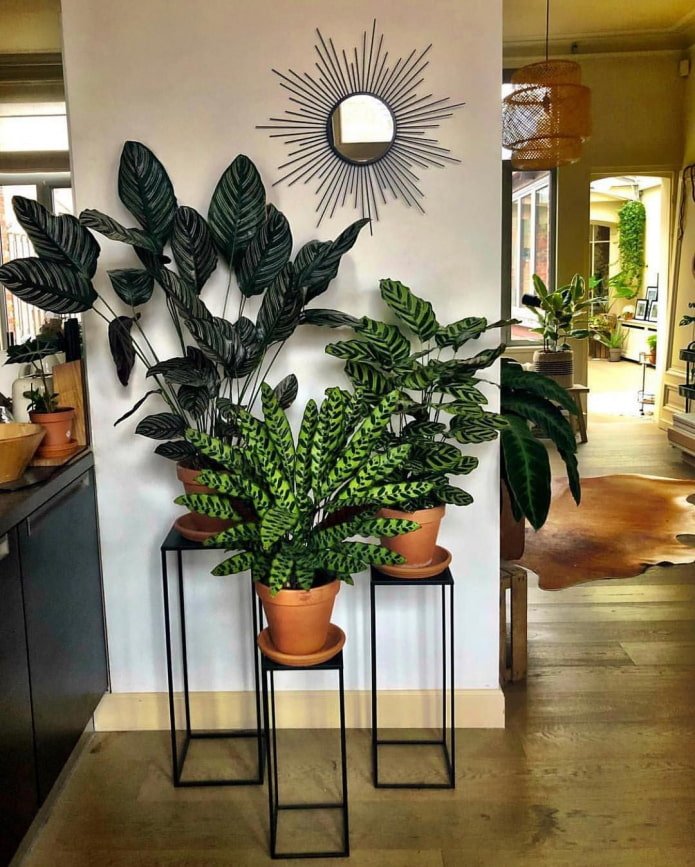 A focal point in the interior made of plants