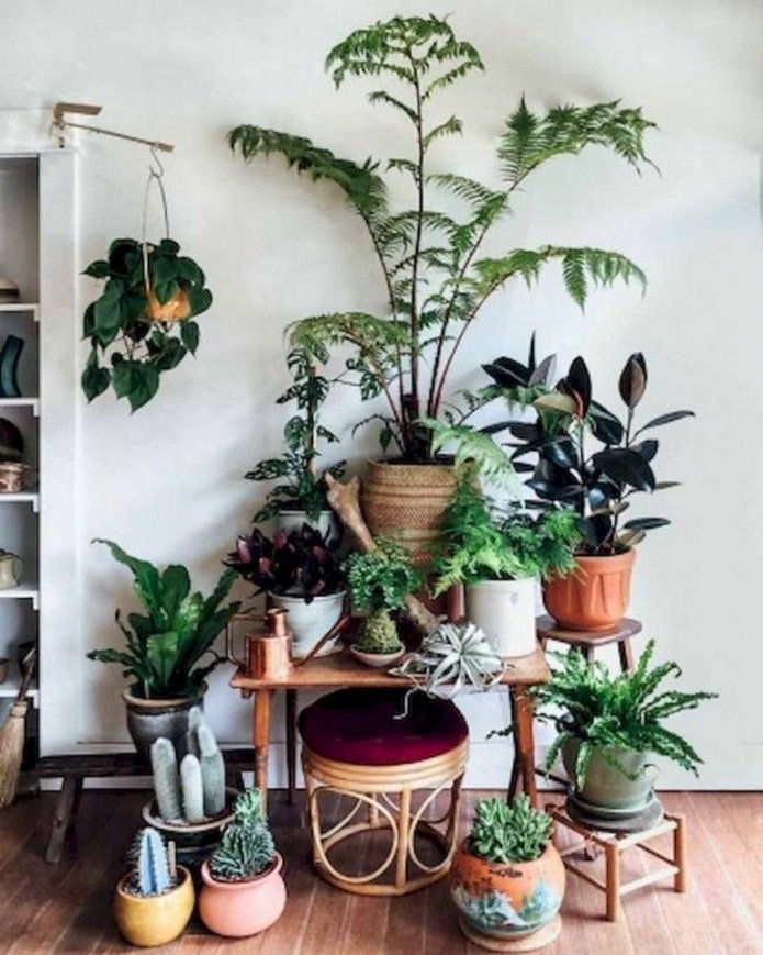 Group of plants