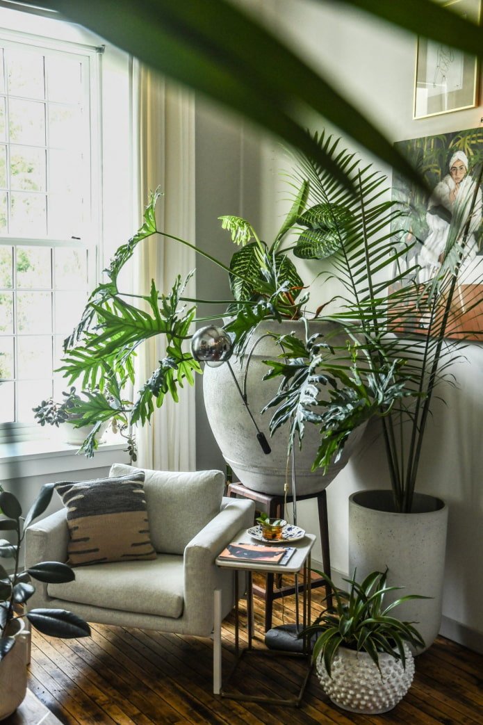Composition of three plants