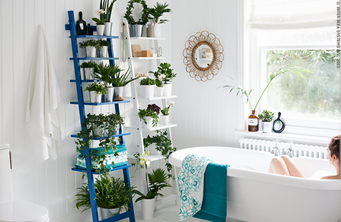 Plants in the bathroom