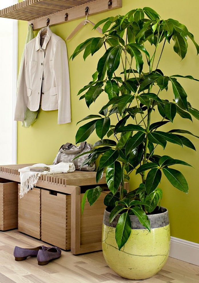 Plant in the hallway