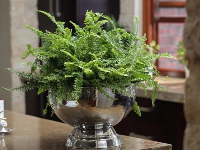 Fern