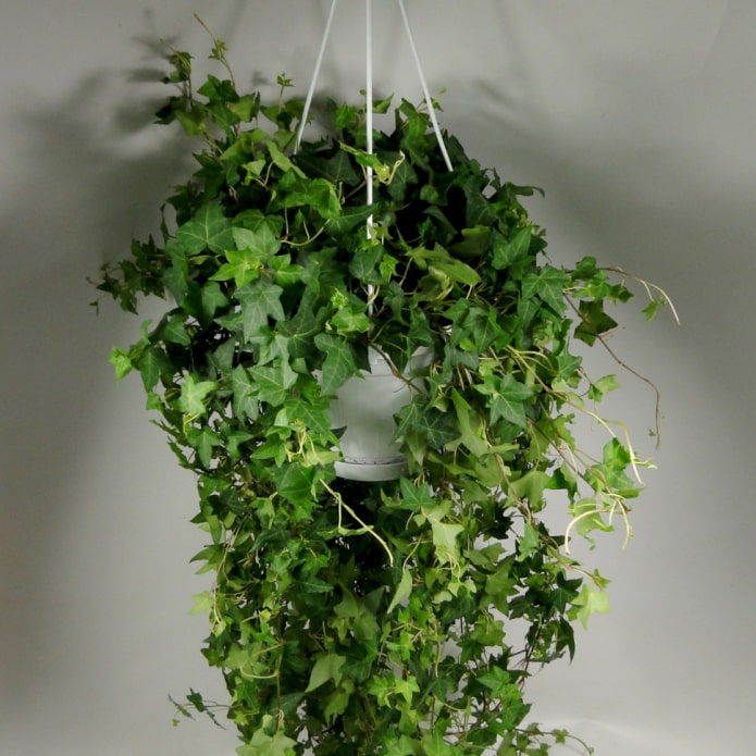 Climbing Philodendron
