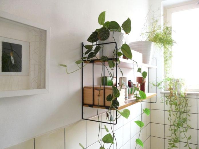 plants on a shelf in the bathroom