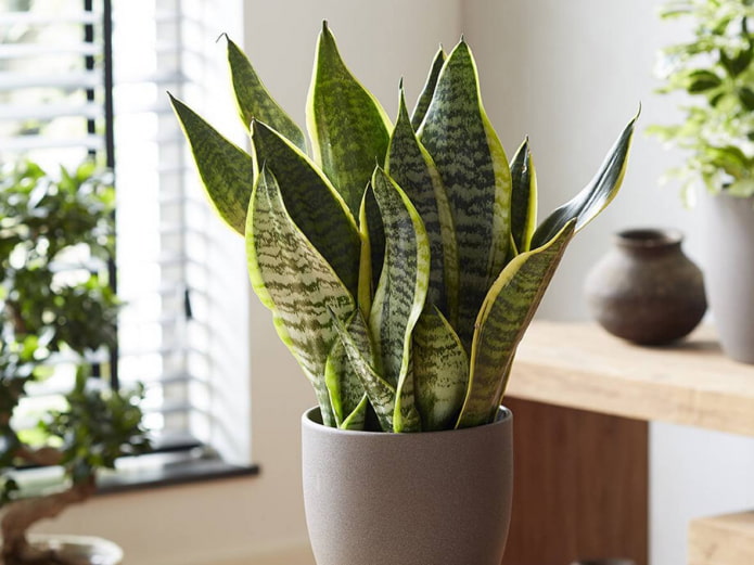 sansevieria for the bathroom
