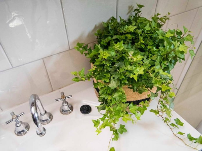 ivy in the interior
