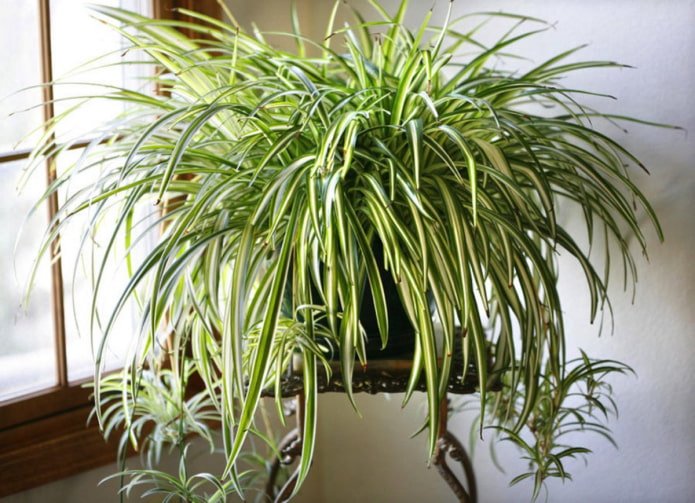 chlorophytum in the bathroom