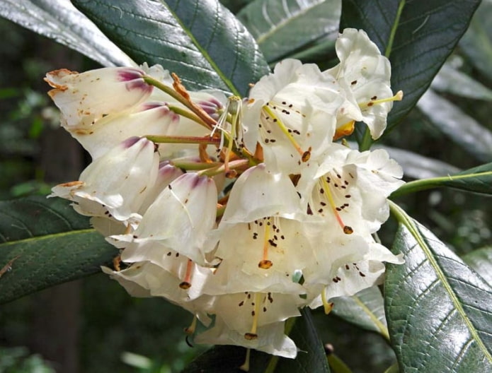 Giant Rhododendron