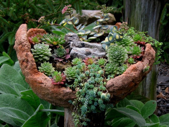 Mini rock garden with succulents