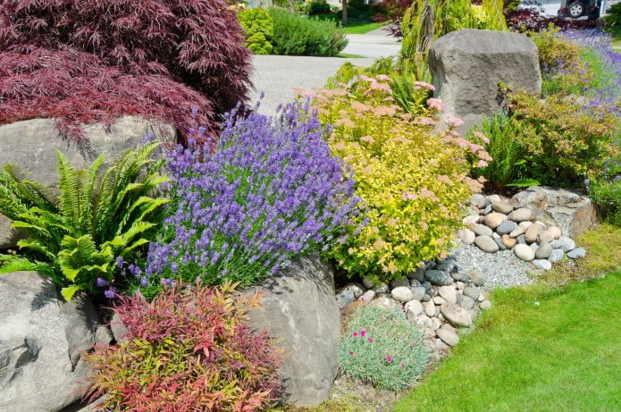 Flowers among stones