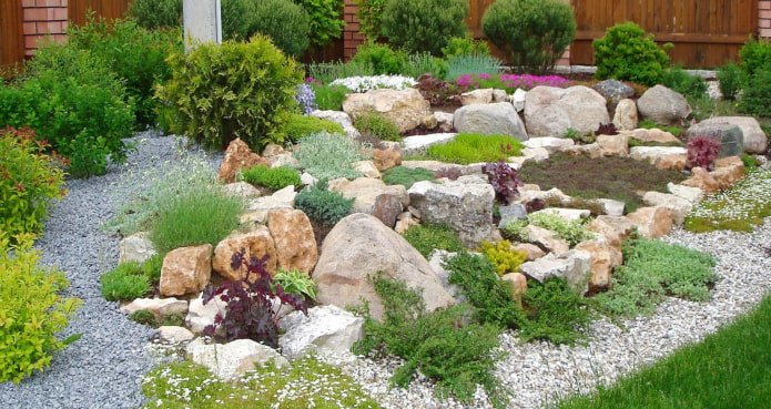 Alpine lawn