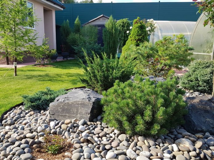 Rock garden with conifers