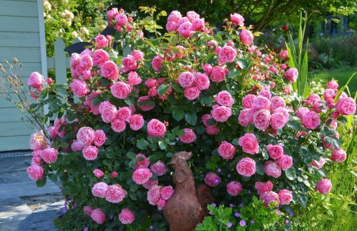 Leonardo da Vinci Rose