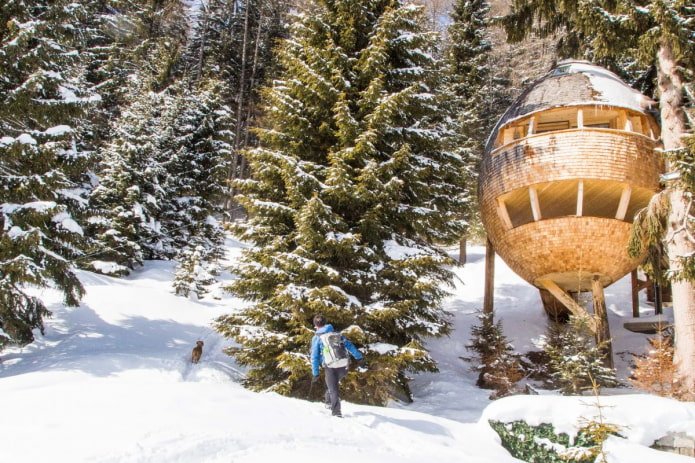 house pine cone in the Alps