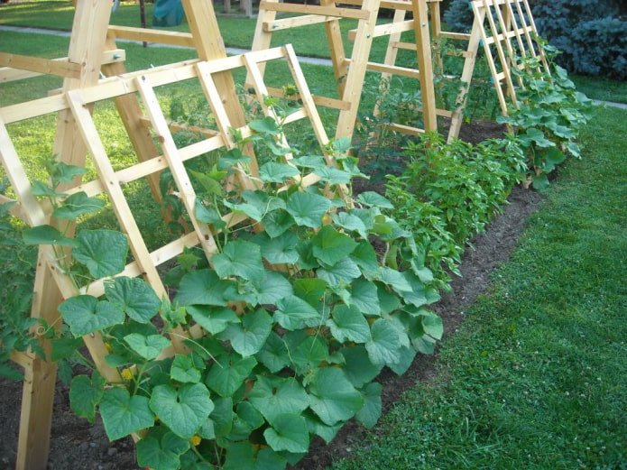 cucumbers on trellises