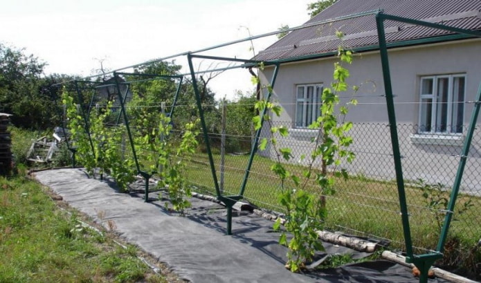 trellis for grapes