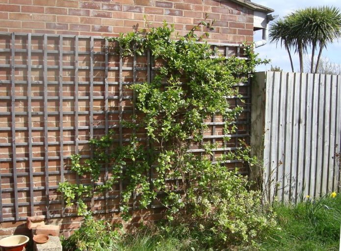 trellis on the wall