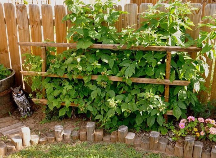 raspberry trellis