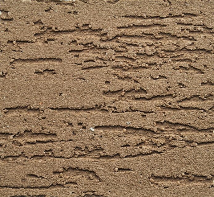 brown bark beetle plaster