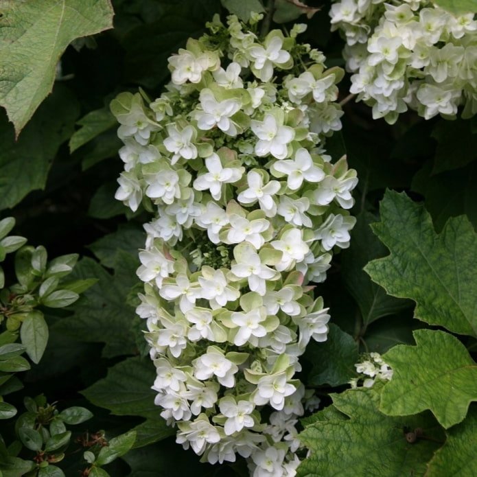 white hydrangea
