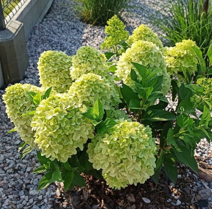 small hydrangea