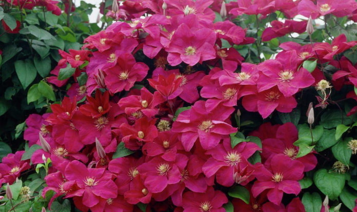 clematis flowers