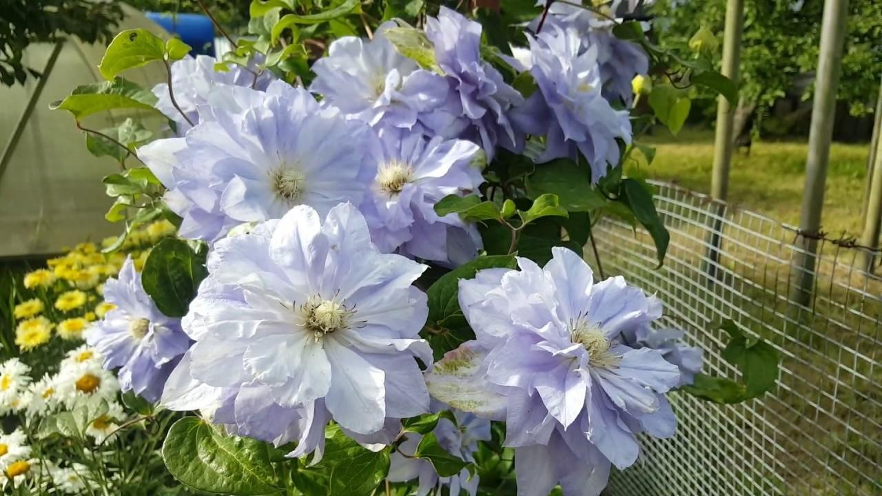 white and lilac clematis flowers